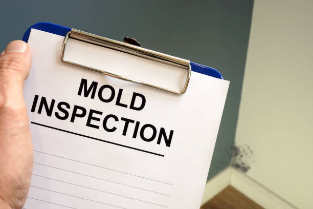 Cottondale, AL Mold Removal Company